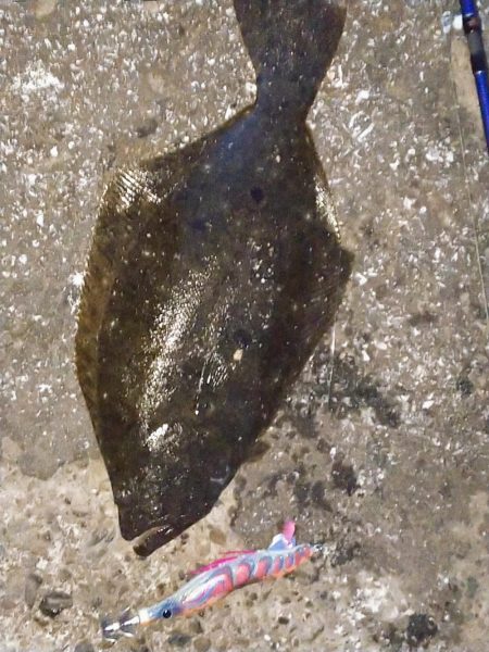 エギングデビュー