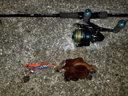 高知愛南遠征2日目