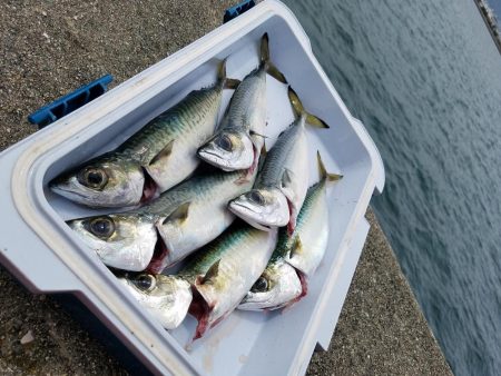 サバ6匹　30cmオーバー　鳴尾浜L字ポイ…