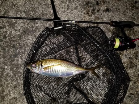 高知愛南遠征3日目