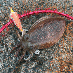 日本海コウイカエギング（2019-2）