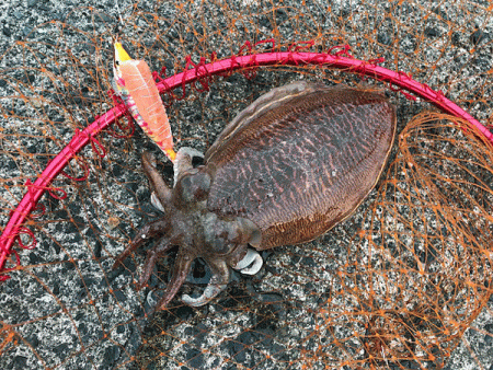 日本海コウイカエギング（2019-2）