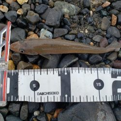 平成最後の釣り