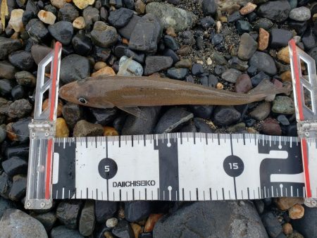 平成最後の釣り