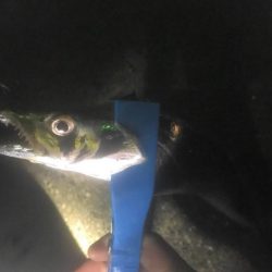 平成最後の雨の釣り