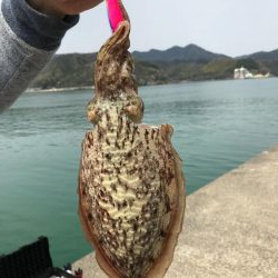 舞鶴でコウイカ