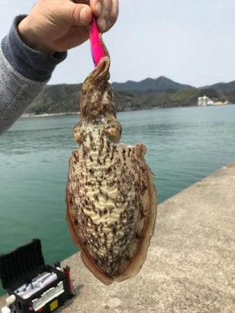 舞鶴でコウイカ