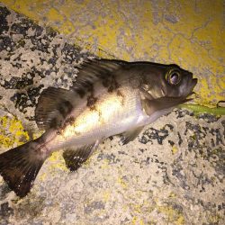 今日のメバルはラグゼのワーム