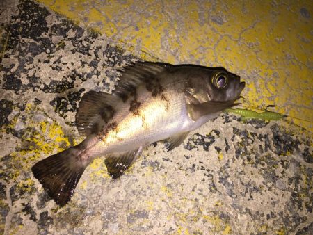 今日のメバルはラグゼのワーム