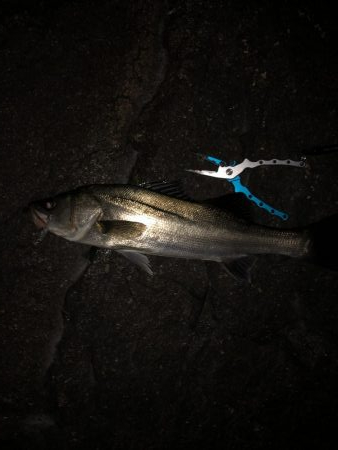 シーバスリベンジ