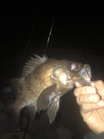 初場所 目標に届かず