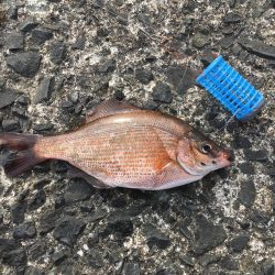 福吉の防波堤で嫁さんと釣り。