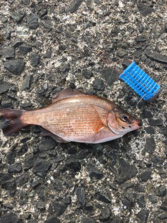 福吉の防波堤で嫁さんと釣り。