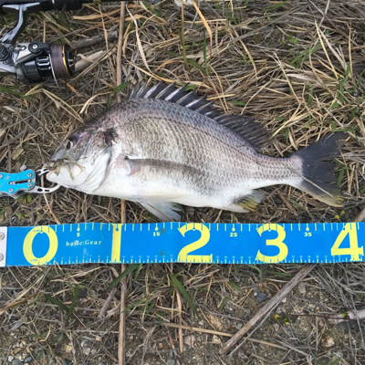 淀川ブリームゲーム 3連戦 2日目