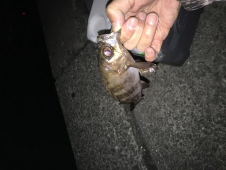 ジグヘッド青虫