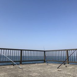 花見カレイ前線  1分咲き