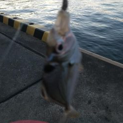 ちょっとだけヒイラギ