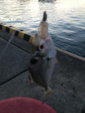 ちょっとだけヒイラギ