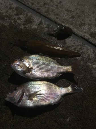 ラストヤリイカ