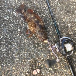 撒き餌を使って穴釣り