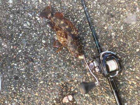撒き餌を使って穴釣り