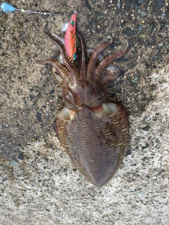 エイリアン襲来