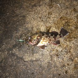 プラグでメバル