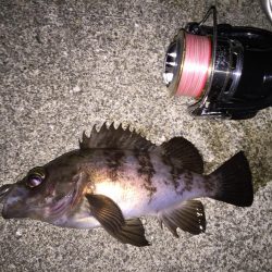 快釣メバリング