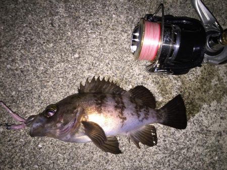 快釣メバリング