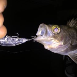 プラッキングシーズン！