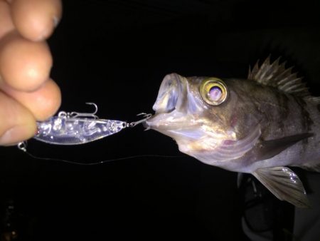 プラッキングシーズン！