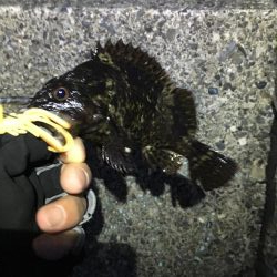 バグアンツ&ゼロダンの釣り楽しい！