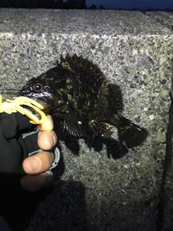 バグアンツ&ゼロダンの釣り楽しい！…