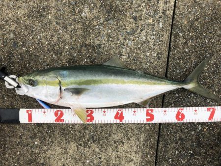 ポーアイ沖で初の青物！