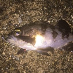 今日は、良く釣れました！