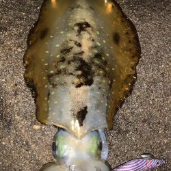 春烏賊いはほど遠い