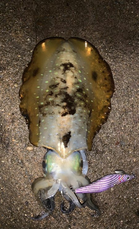 春烏賊いはほど遠い