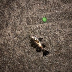 当たりはあるけど、、、