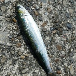 ヒラメ釣り　～晴れるとダメなのか～