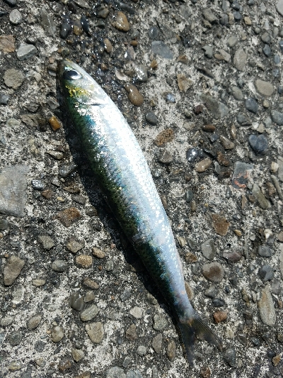 ヒラメ釣り　～晴れるとダメなのか～