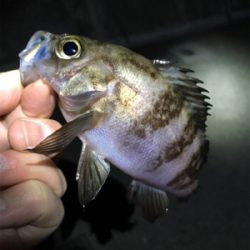 メバリング好調