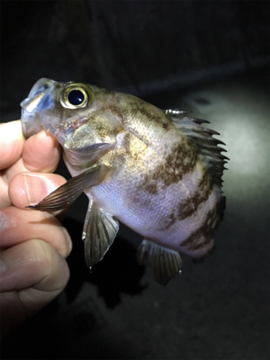 メバリング好調