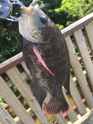 石垣島！ハゼ！