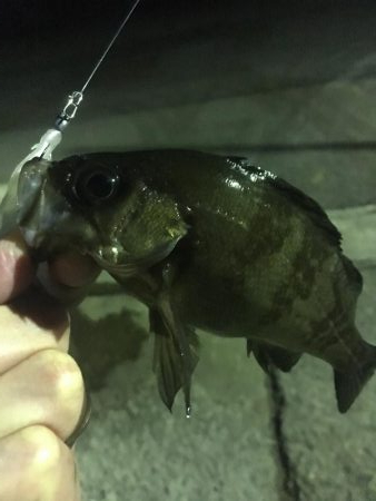 眠れないのでメバル調査