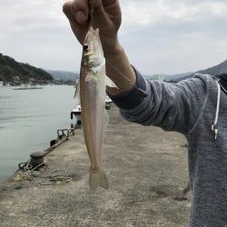デカキス、コウイカ、ヒイラギ