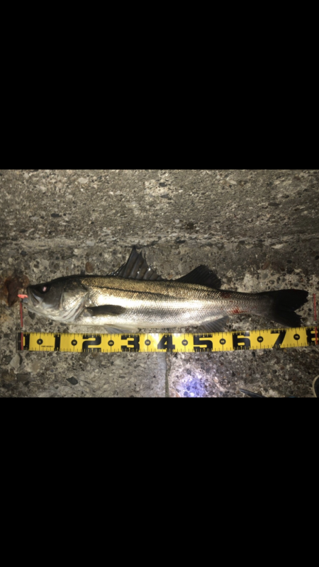 ナイトゲーム 79cm