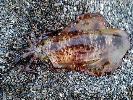 アオリイカ1杯（1.5キロ）確保です!!