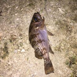 今日は、ワームでした！