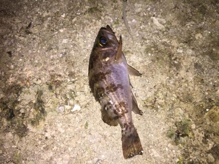 今日は、ワームでした！