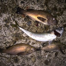 メバリングで3目釣り